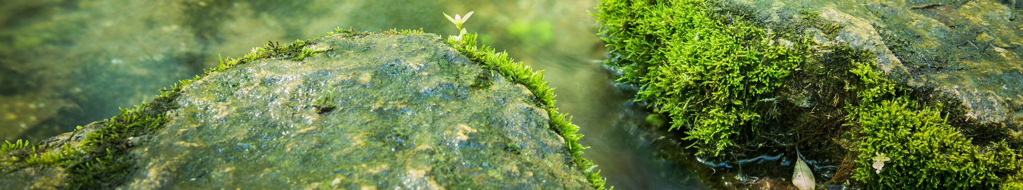 Green mossy rocks