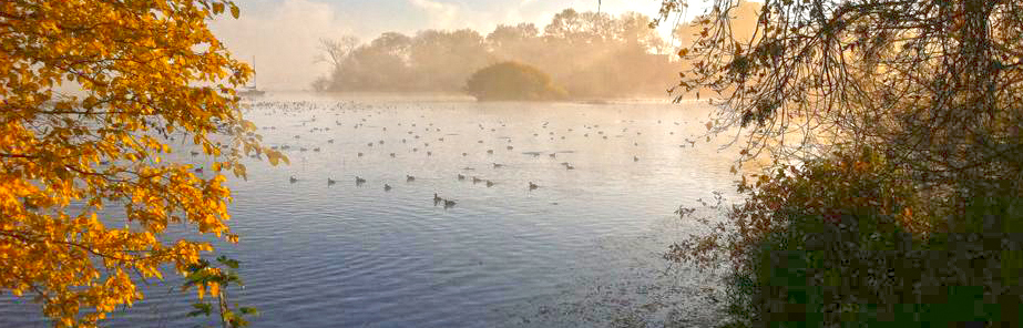 A misty view of a lake with ducks