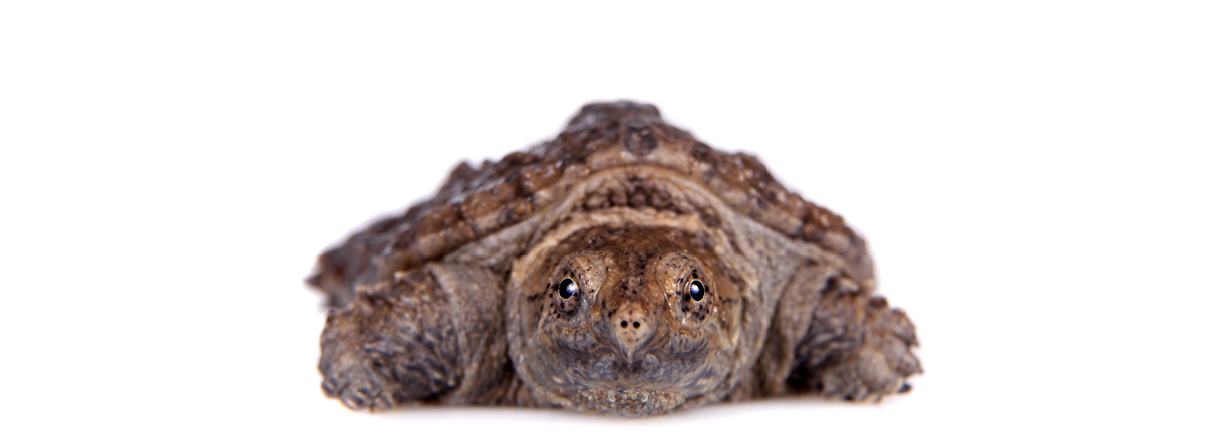 A small brown turtle looks forward from a head-on angle.