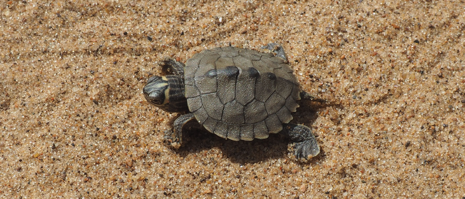 A small turtle crawls in the sand.