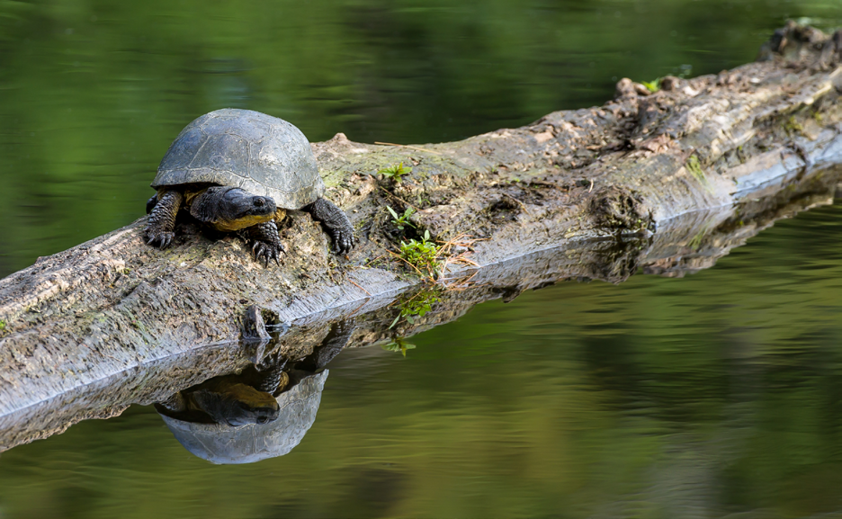 A turtle climbs on a log in a green pond.