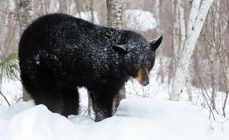 A bear stands in the snow