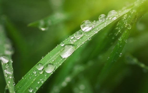 Photo of leaf with droplets of water.